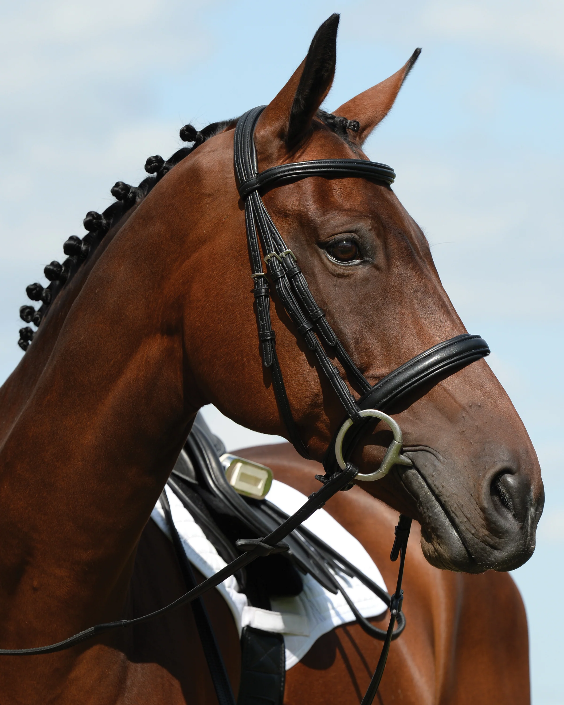 Collegiate Syntovia+ Padded Raised Flash Bridle - Image 2