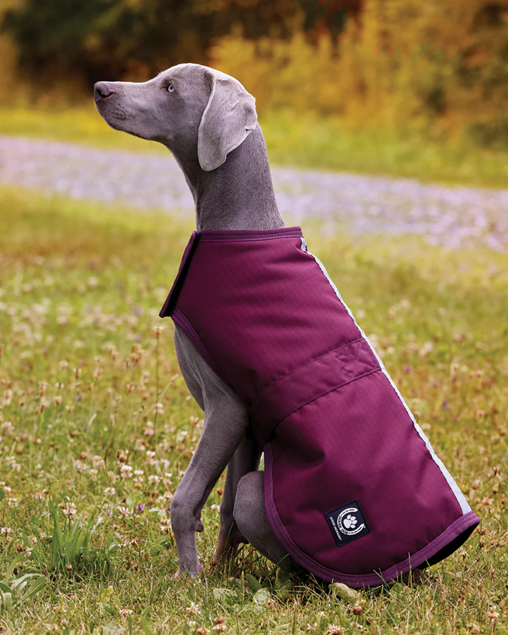 Dover Dog Blanket - Image 5