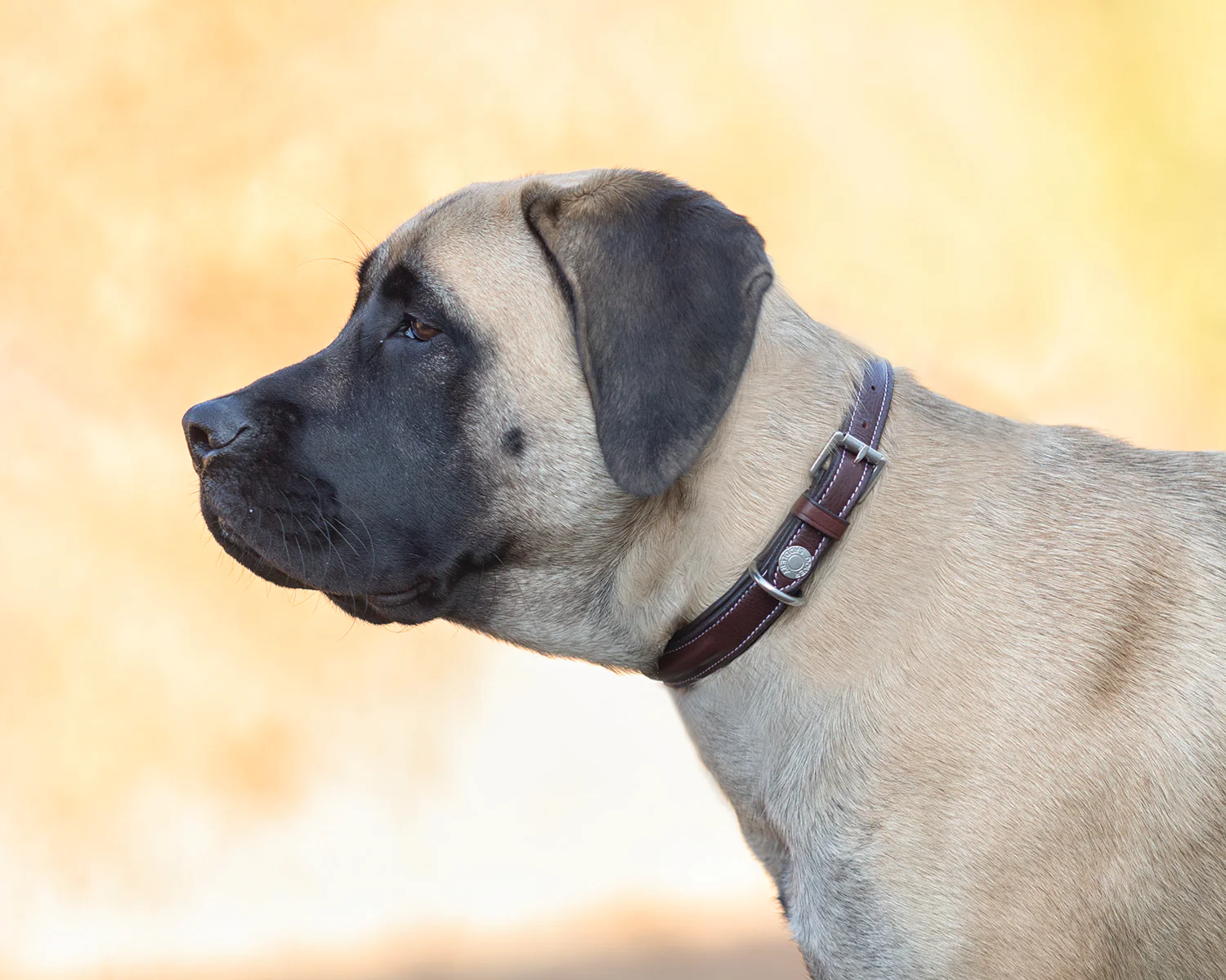 DS Fancy-Stitched Dog Collar - Image 3