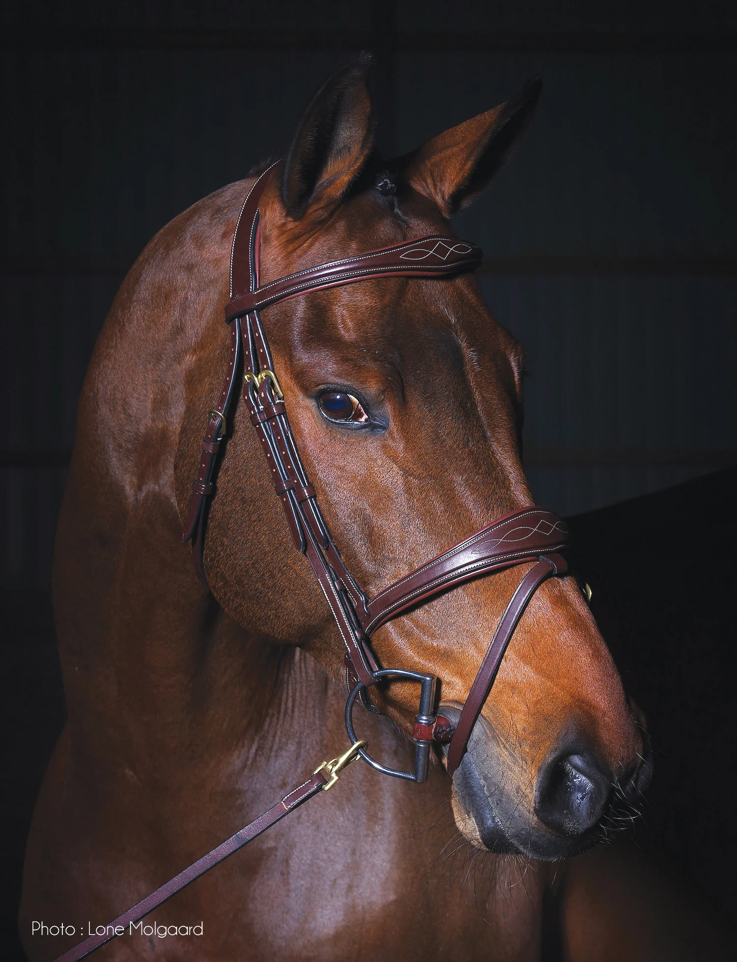 Dy'on® Anatomic Bridle - Image 3