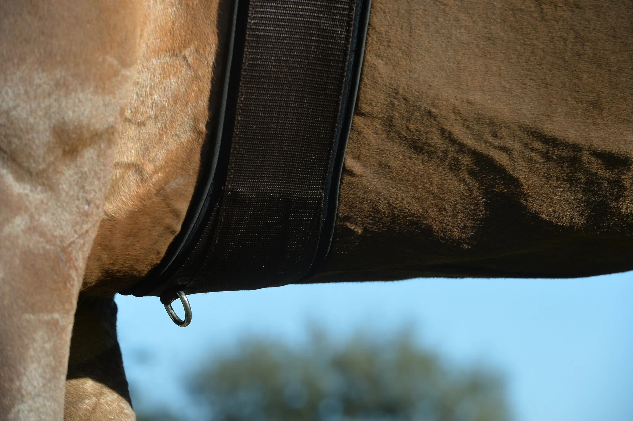 EquiFit® Essential Schooling Girth with SheepsWool™ Liner - Image 5