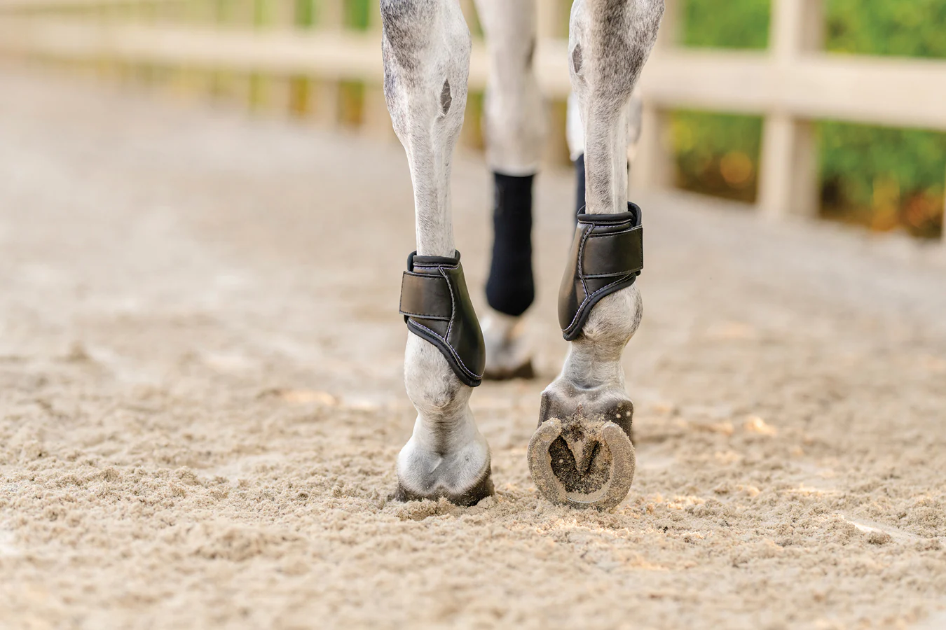 EquiFit® Young Horse Boots with ImpacTeq® - Image 9