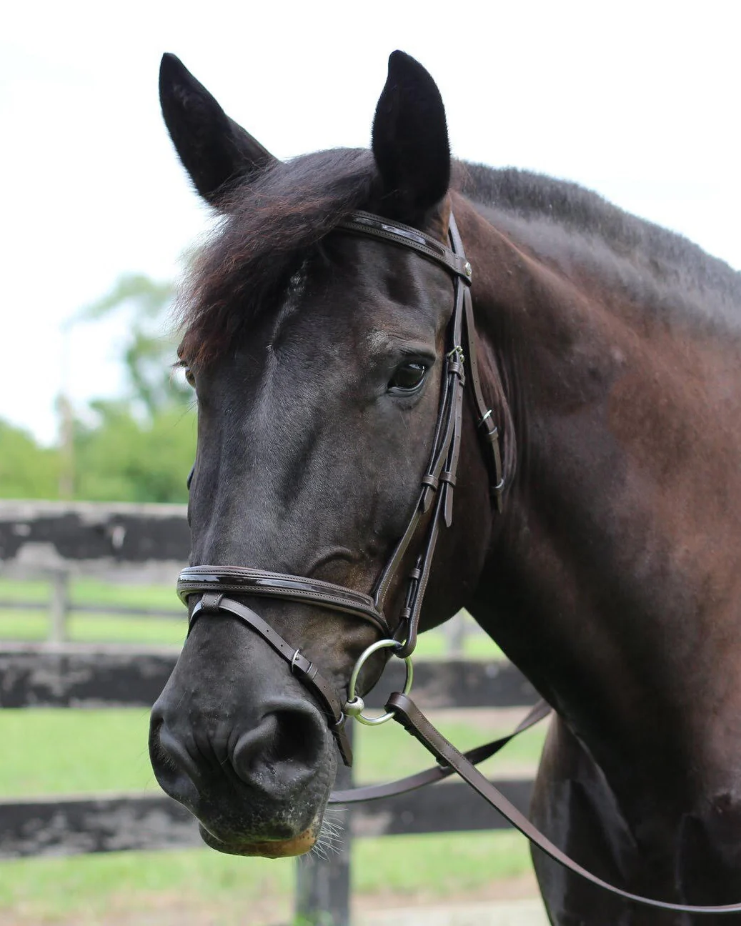 Henri de Rivel Piaffe Mono Crown Bridle with Flash Noseband & Patent Leather