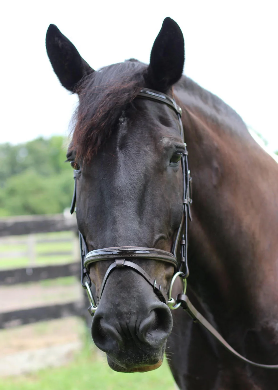 Henri de Rivel Piaffe Mono Crown Bridle with Flash Noseband & Patent Leather - Image 8