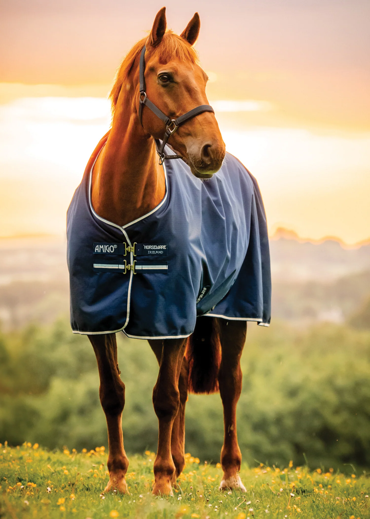 Horseware® Ireland Amigo® Ripstop 900D 200 Gram Standard Neck Pony Turnout–Seasonal Color