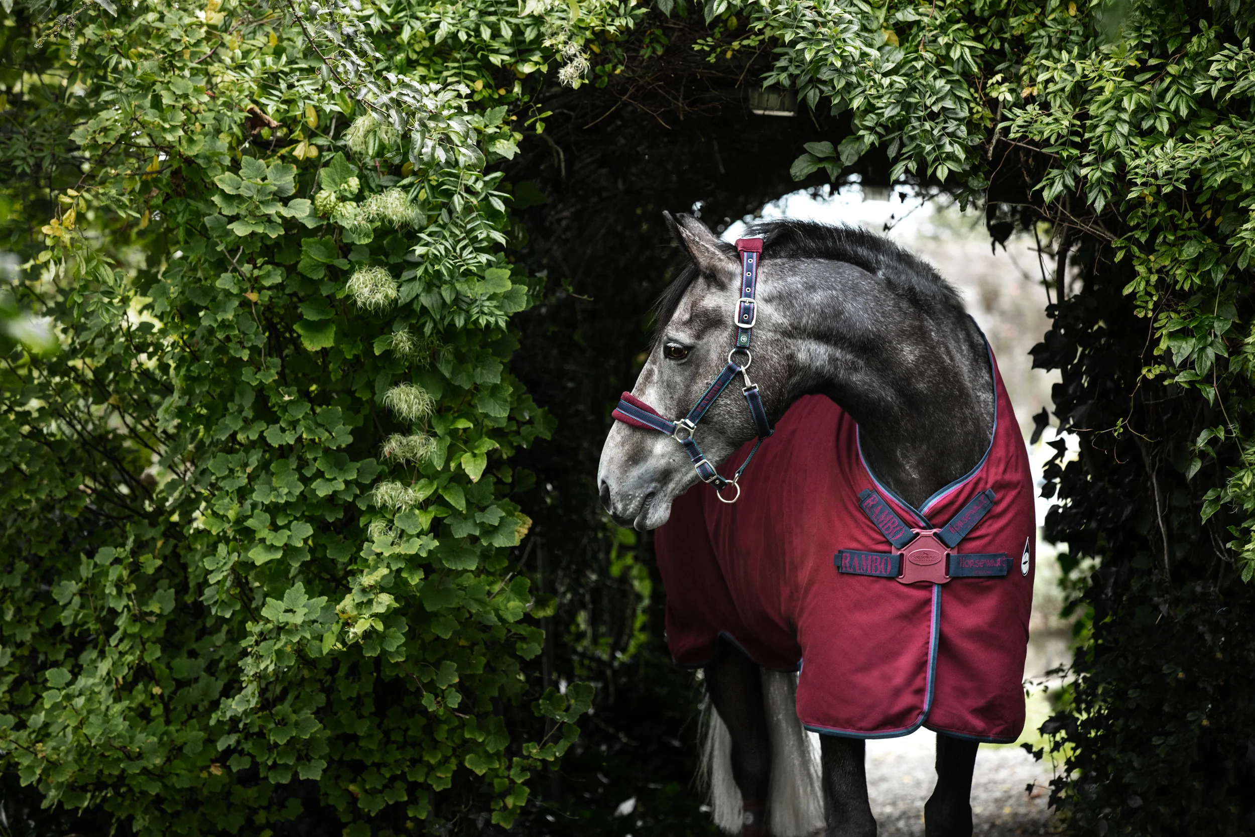 Horseware® Ireland Rambo® Helix Stable Sheet with Disc Front Closure - Image 4
