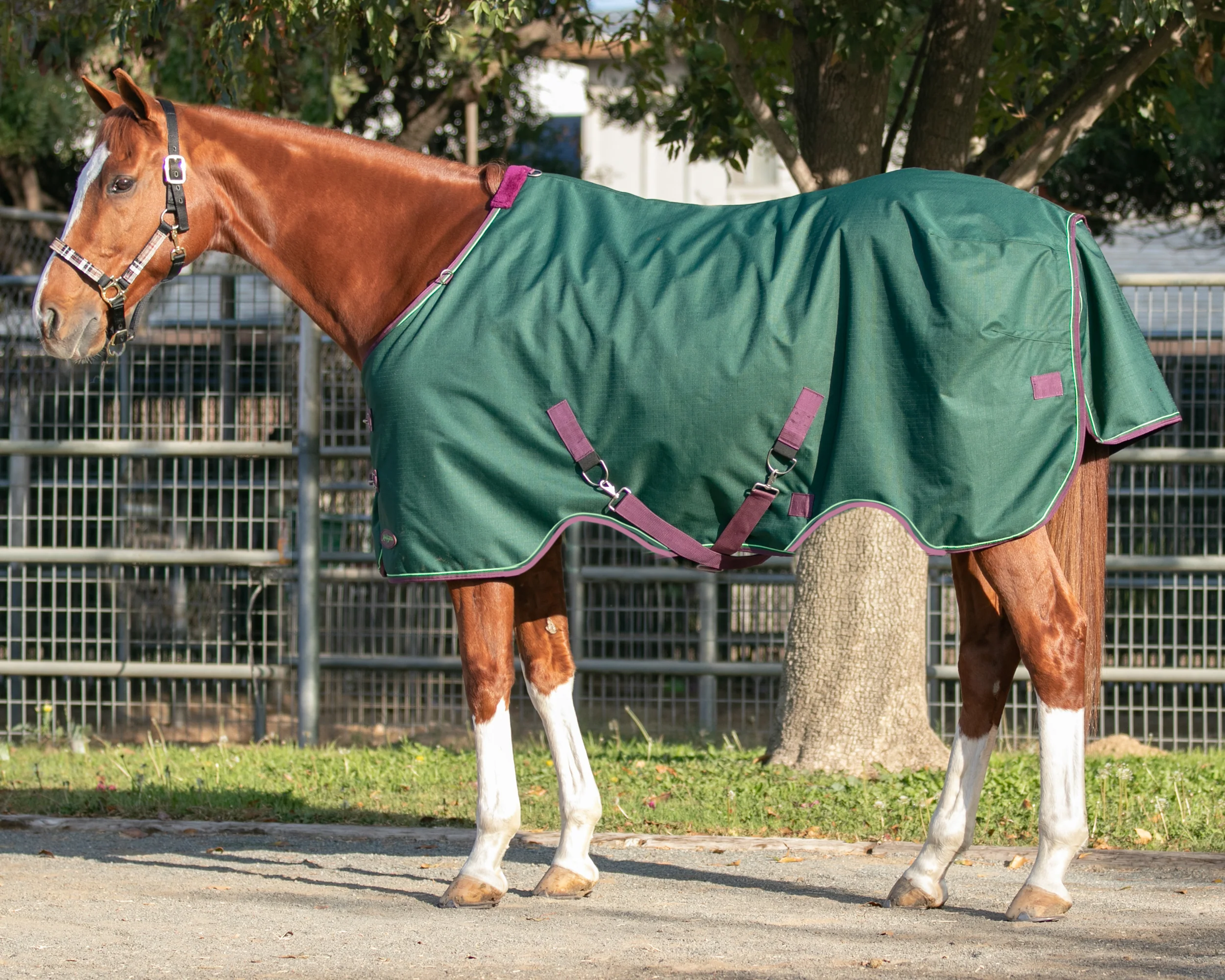 Kensington™ Pony Signature Heavyweight Turnout Blanket - Image 13
