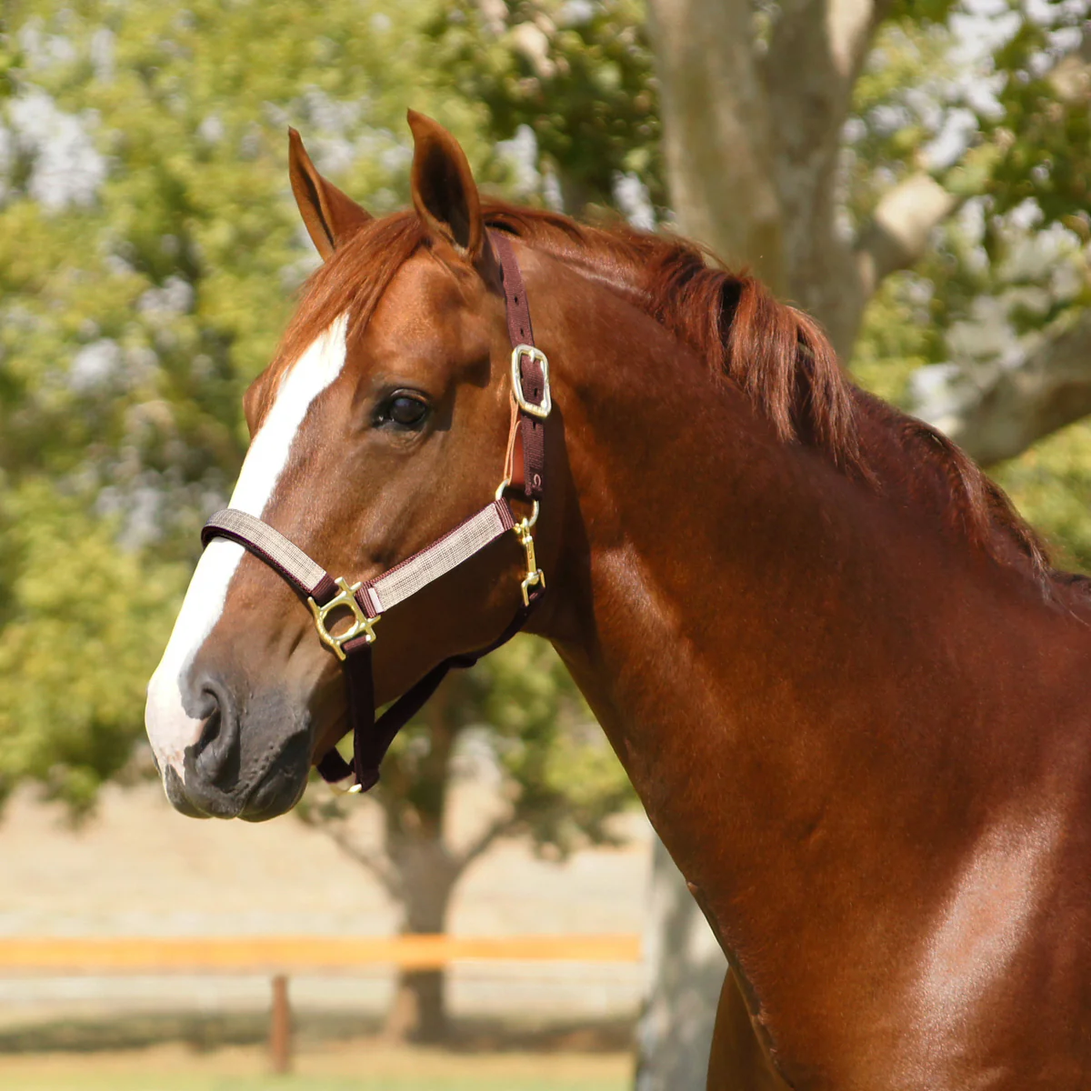 Kensington™ Premium Breakaway Halter - Image 21