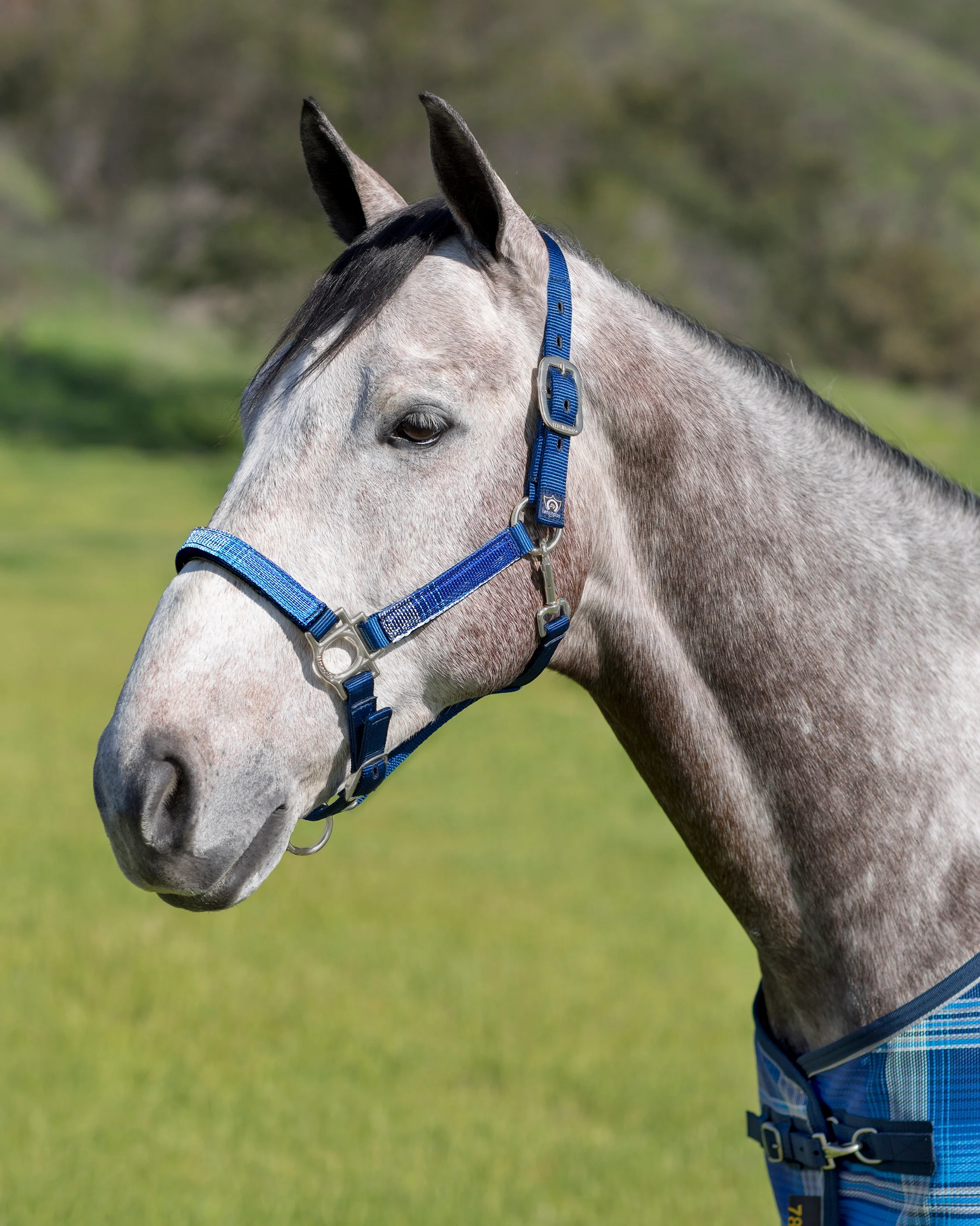Kensingtonā¢Ā Premium Halter
