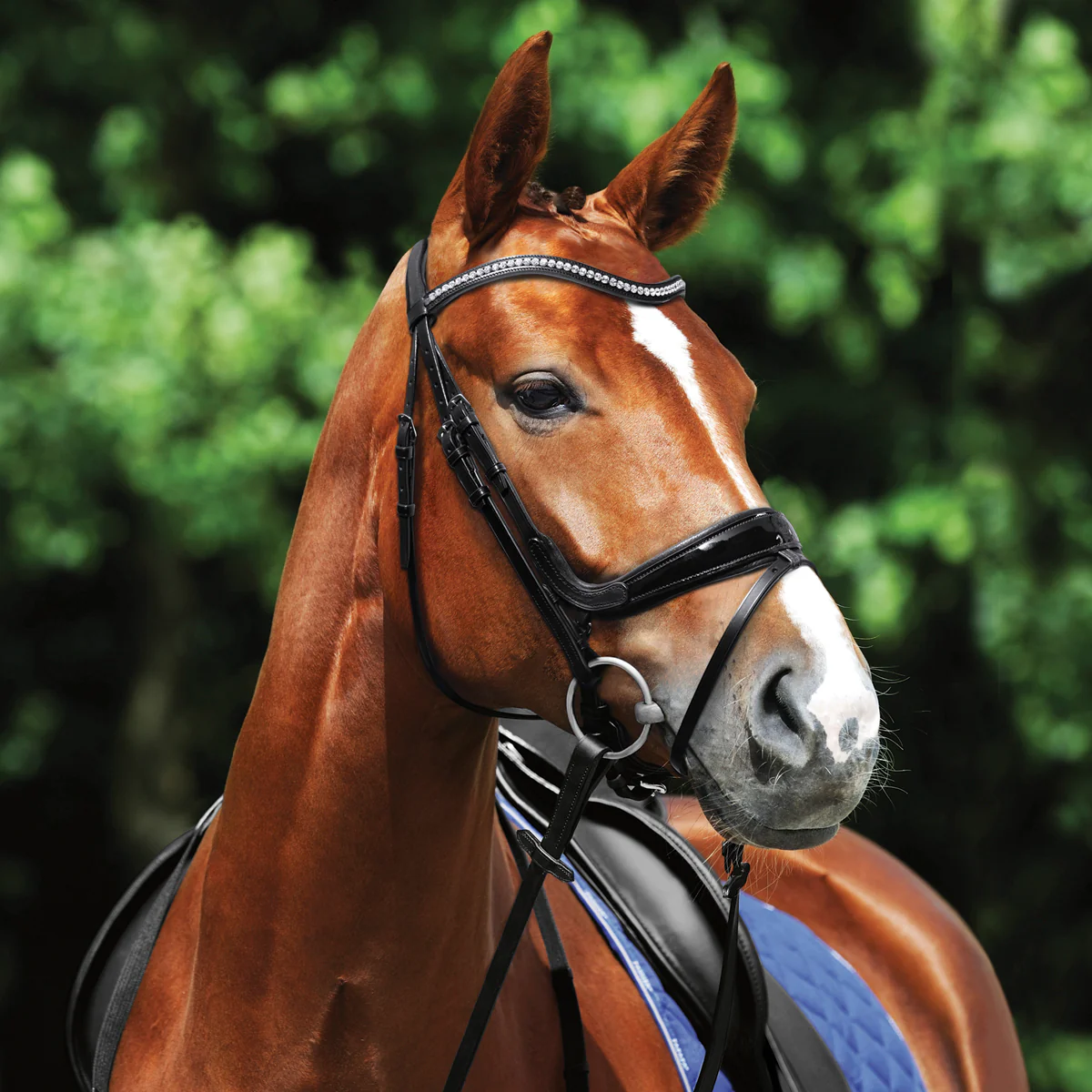 Passier® Starlight Snaffle Bridle - Image 2