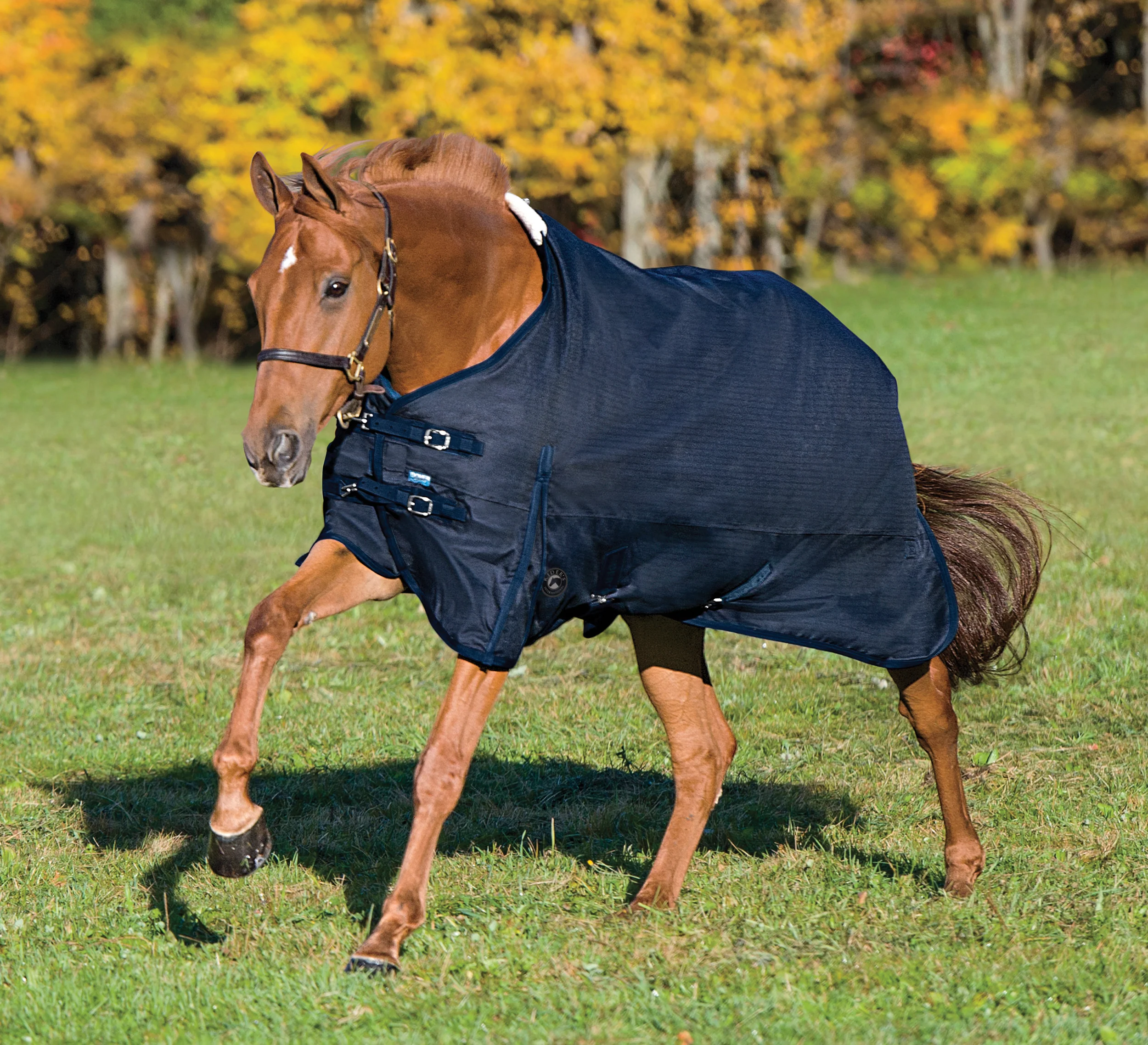 Rider’s International™ Supreme 100 Gram Turnout Blanket - Image 2