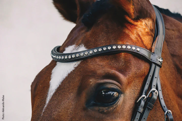 Schockemöhle Rome Select Bridle - Image 4
