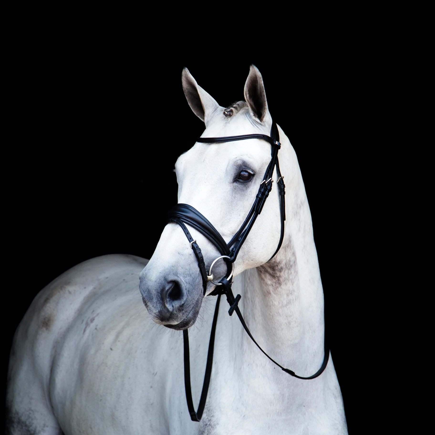 StĂĽbben Switch Combo Bridle