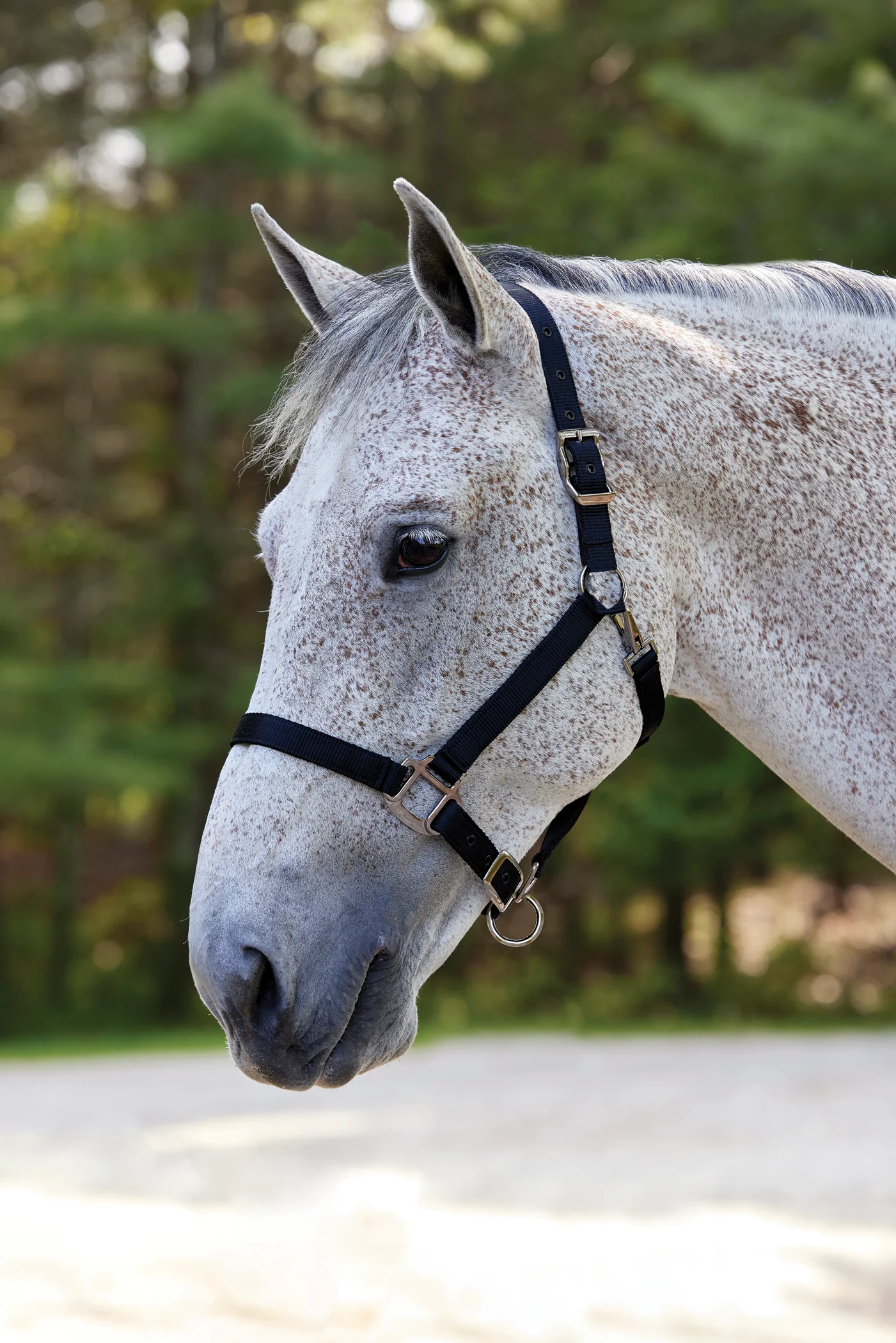 Suffolk™ Nylon Breakaway Halter - Image 6