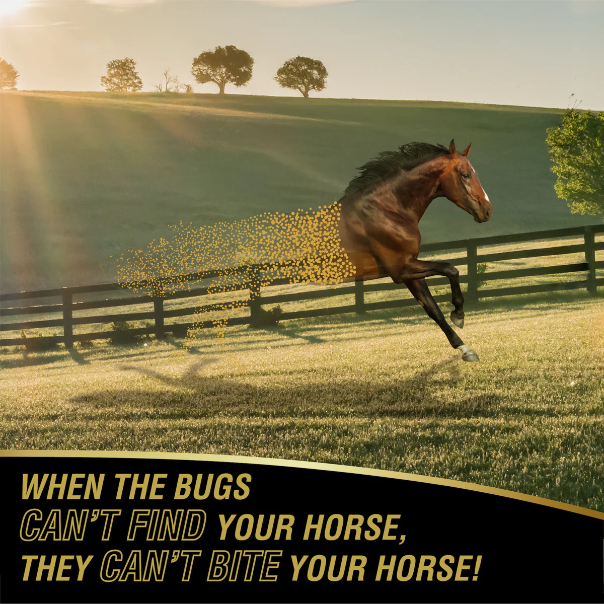 Ultrashield® Gold - Image 2